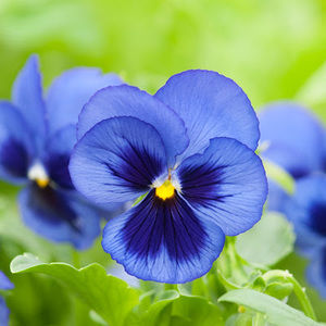 Meet your Posher, Dylan